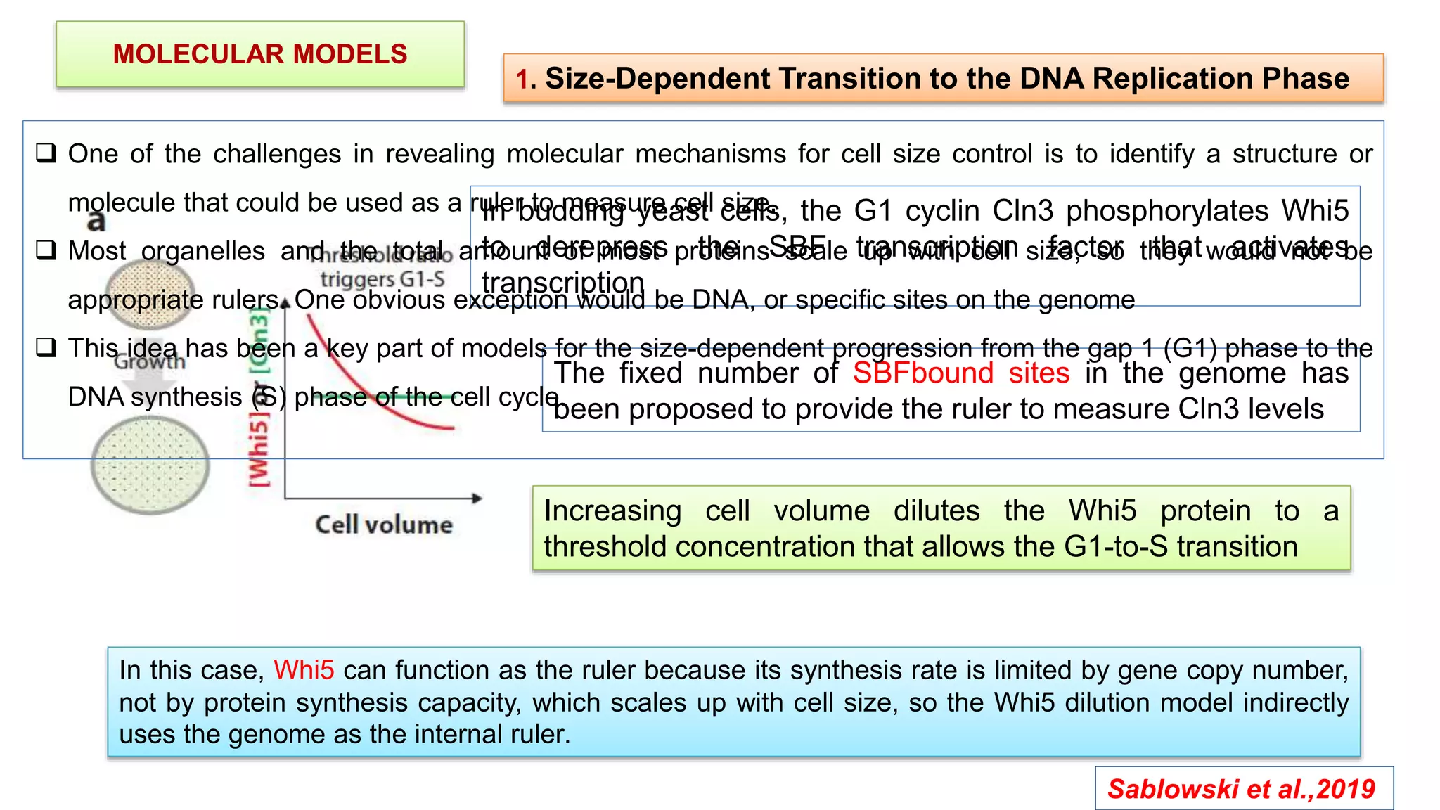 MOLECULAR MODELS
1. Size-Dependent Transition to the DNA Replication Phase
In budding yeast cells, the G1 cyclin Cln3 phosphorylates Whi5
to derepress the SBF transcription factor that activates
transcription
The fixed number of SBFbound sites in the genome has
been proposed to provide the ruler to measure Cln3 levels
Increasing cell volume dilutes the Whi5 protein to a
threshold concentration that allows the G1-to-S transition
In this case, Whi5 can function as the ruler because its synthesis rate is limited by gene copy number,
not by protein synthesis capacity, which scales up with cell size, so the Whi5 dilution model indirectly
uses the genome as the internal ruler.
 One of the challenges in revealing molecular mechanisms for cell size control is to identify a structure or
molecule that could be used as a ruler to measure cell size.
 Most organelles and the total amount of most proteins scale up with cell size, so they would not be
appropriate rulers. One obvious exception would be DNA, or specific sites on the genome
 This idea has been a key part of models for the size-dependent progression from the gap 1 (G1) phase to the
DNA synthesis (S) phase of the cell cycle.
Sablowski et al.,2019
 