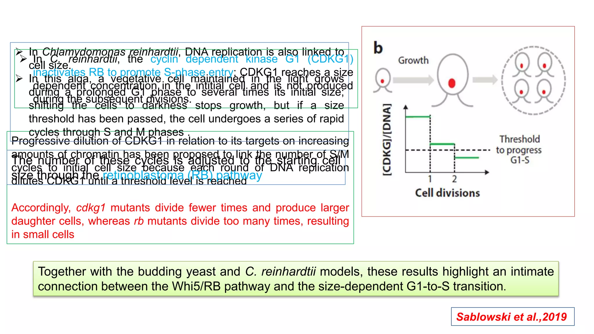 Progressive dilution of CDKG1 in relation to its targets on increasing
amounts of chromatin has been proposed to link the number of S/M
cycles to initial cell size because each round of DNA replication
dilutes CDKG1 until a threshold level is reached
Accordingly, cdkg1 mutants divide fewer times and produce larger
daughter cells, whereas rb mutants divide too many times, resulting
in small cells
 In Chlamydomonas reinhardtii, DNA replication is also linked to
cell size.
 In this alga, a vegetative cell maintained in the light grows
during a prolonged G1 phase to several times its initial size;
shifting the cells to darkness stops growth, but if a size
threshold has been passed, the cell undergoes a series of rapid
cycles through S and M phases .
The number of these cycles is adjusted to the starting cell
size through the retinoblastoma (RB) pathway
 In C. reinhardtii, the cyclin dependent kinase G1 (CDKG1)
inactivates RB to promote S-phase entry; CDKG1 reaches a size
dependent concentration in the intitial cell and is not produced
during the subsequent divisions.
Together with the budding yeast and C. reinhardtii models, these results highlight an intimate
connection between the Whi5/RB pathway and the size-dependent G1-to-S transition.
Sablowski et al.,2019
 