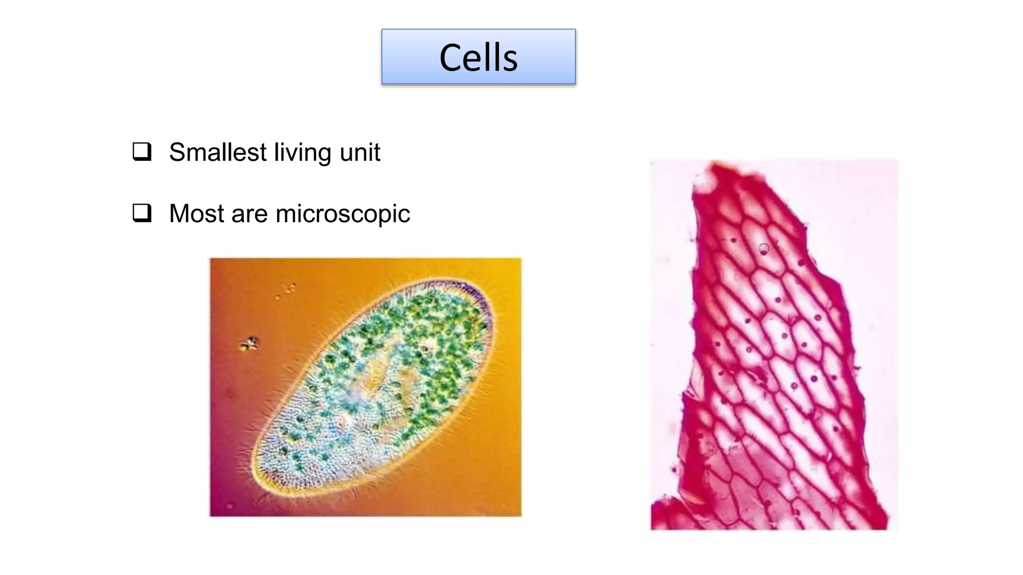 Cells
 Smallest living unit
 Most are microscopic
 