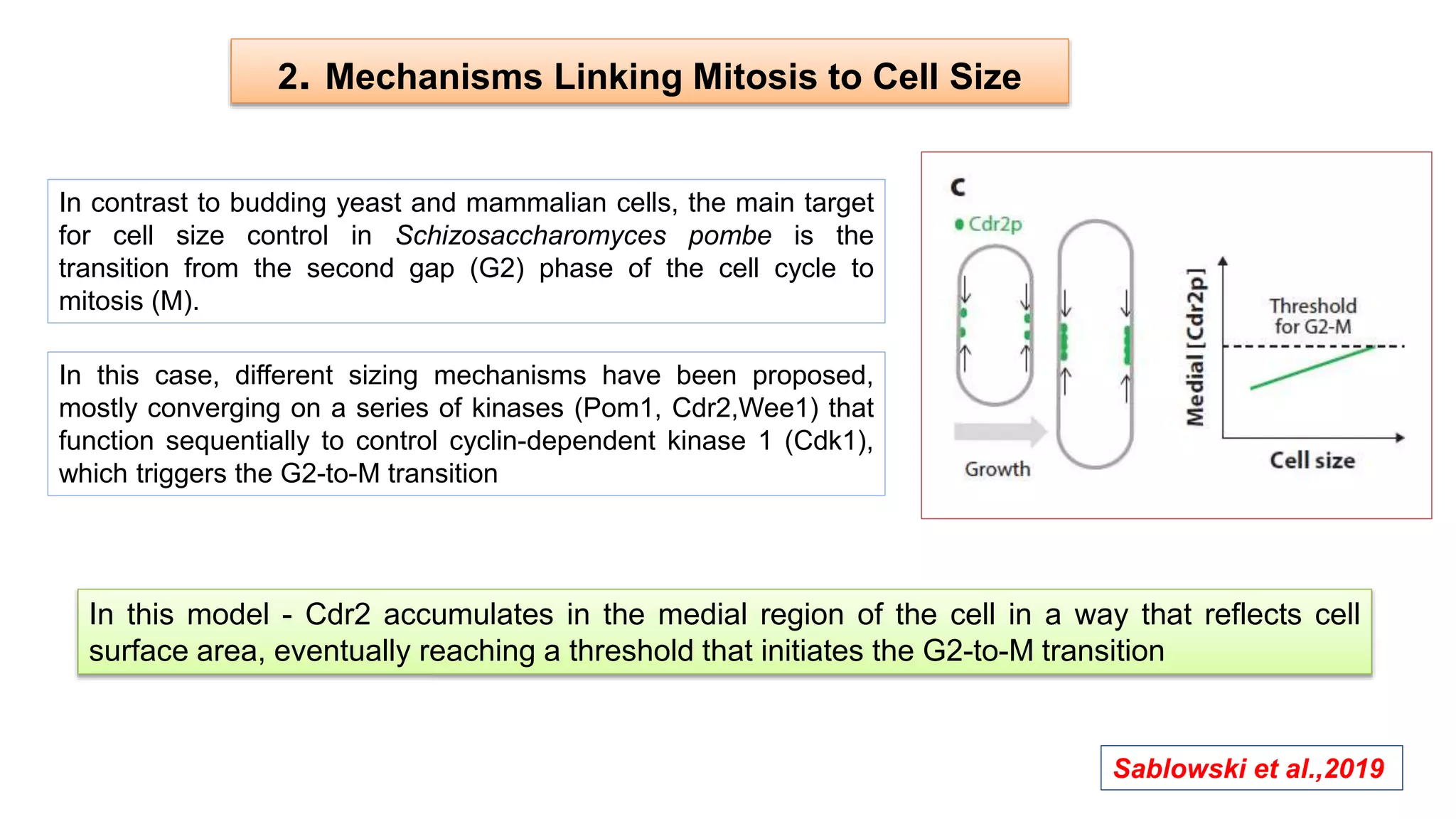 2. Mechanisms Linking Mitosis to Cell Size
In contrast to budding yeast and mammalian cells, the main target
for cell size control in Schizosaccharomyces pombe is the
transition from the second gap (G2) phase of the cell cycle to
mitosis (M).
In this case, different sizing mechanisms have been proposed,
mostly converging on a series of kinases (Pom1, Cdr2,Wee1) that
function sequentially to control cyclin-dependent kinase 1 (Cdk1),
which triggers the G2-to-M transition
In this model - Cdr2 accumulates in the medial region of the cell in a way that reflects cell
surface area, eventually reaching a threshold that initiates the G2-to-M transition
Sablowski et al.,2019
 
