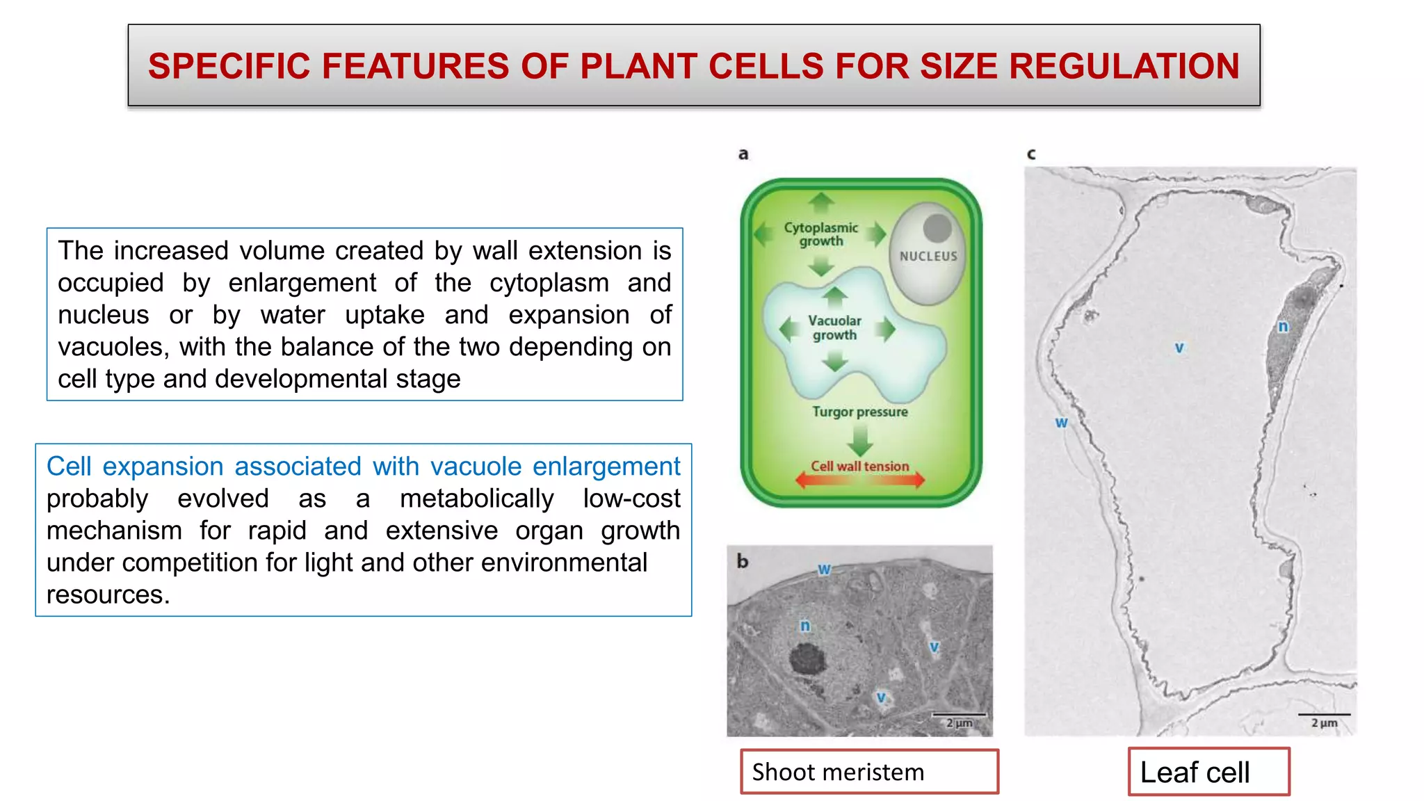 SPECIFIC FEATURES OF PLANT CELLS FOR SIZE REGULATION
The increased volume created by wall extension is
occupied by enlargement of the cytoplasm and
nucleus or by water uptake and expansion of
vacuoles, with the balance of the two depending on
cell type and developmental stage
Cell expansion associated with vacuole enlargement
probably evolved as a metabolically low-cost
mechanism for rapid and extensive organ growth
under competition for light and other environmental
resources.
Leaf cell
Shoot meristem
 