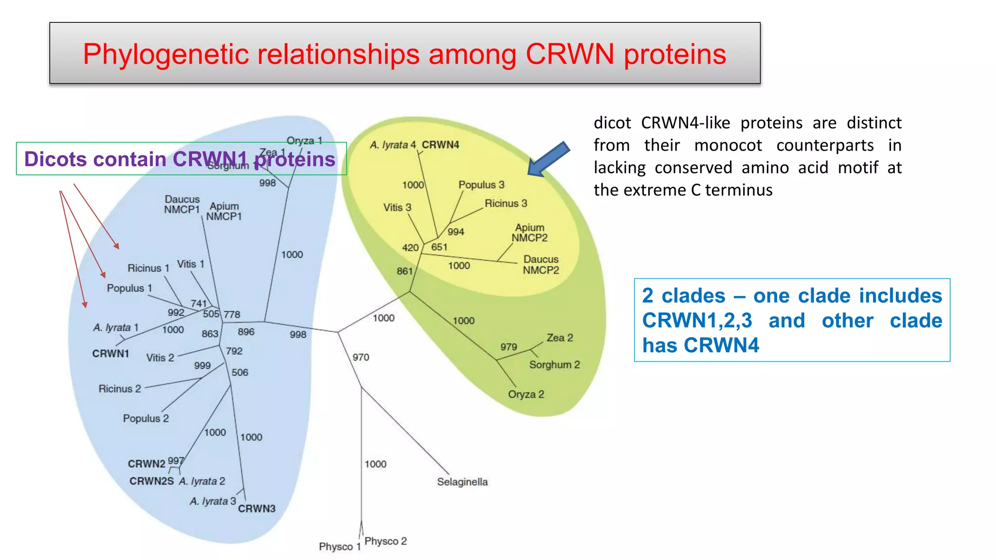 Phylogenetic relationships among CRWN proteins
2 clades – one clade includes
CRWN1,2,3 and other clade
has CRWN4
Dicots contain CRWN1 proteins
dicot CRWN4-like proteins are distinct
from their monocot counterparts in
lacking conserved amino acid motif at
the extreme C terminus
 
