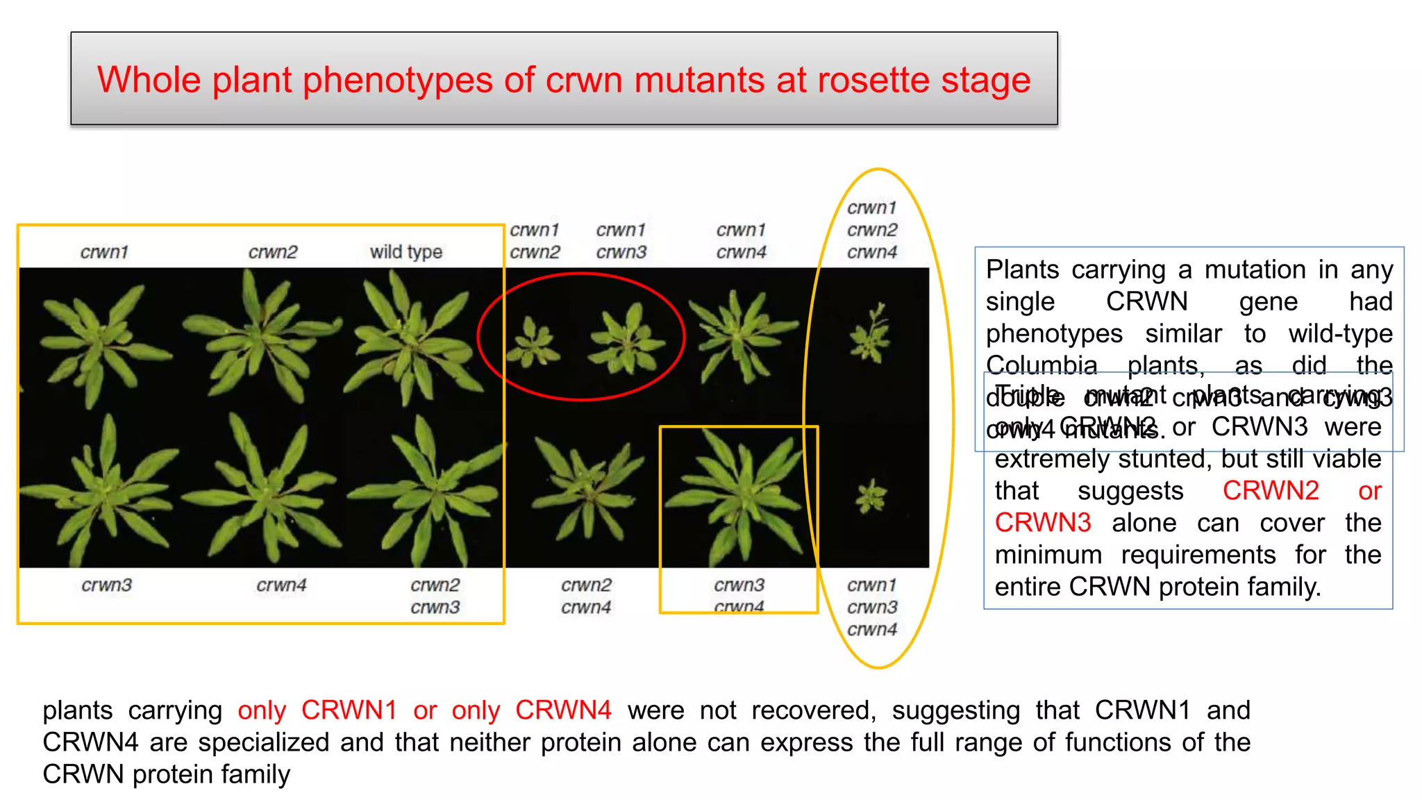 Whole plant phenotypes of crwn mutants at rosette stage
Plants carrying a mutation in any
single CRWN gene had
phenotypes similar to wild-type
Columbia plants, as did the
double crwn2 crwn3 and crwn3
crwn4 mutants.
Triple mutant plants carrying
only CRWN2 or CRWN3 were
extremely stunted, but still viable
that suggests CRWN2 or
CRWN3 alone can cover the
minimum requirements for the
entire CRWN protein family.
plants carrying only CRWN1 or only CRWN4 were not recovered, suggesting that CRWN1 and
CRWN4 are specialized and that neither protein alone can express the full range of functions of the
CRWN protein family
 