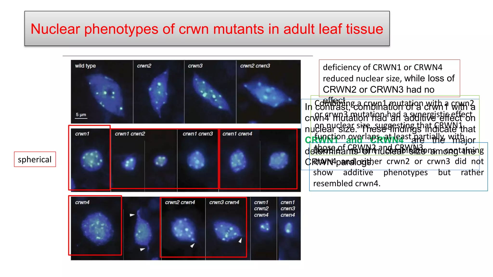 Nuclear phenotypes of crwn mutants in adult leaf tissue
deficiency of CRWN1 or CRWN4
reduced nuclear size, while loss of
CRWN2 or CRWN3 had no
effect
In contrast, combination of a crwn1 with a
crwn4 mutation had an additive effect on
nuclear size. These findings indicate that
CRWN1 and CRWN4 are the major
determinants of nuclear size among the
CRWN paralogs.
spherical
Combining a crwn1 mutation with a crwn2
or crwn3 mutation had a synergistic effect
on nuclear size, suggesting that CRWN1
function overlaps, at least partially, with
those of CRWN2 and CRWN3.
Double mutant combinations containing
crwn4 and either crwn2 or crwn3 did not
show additive phenotypes but rather
resembled crwn4.
 