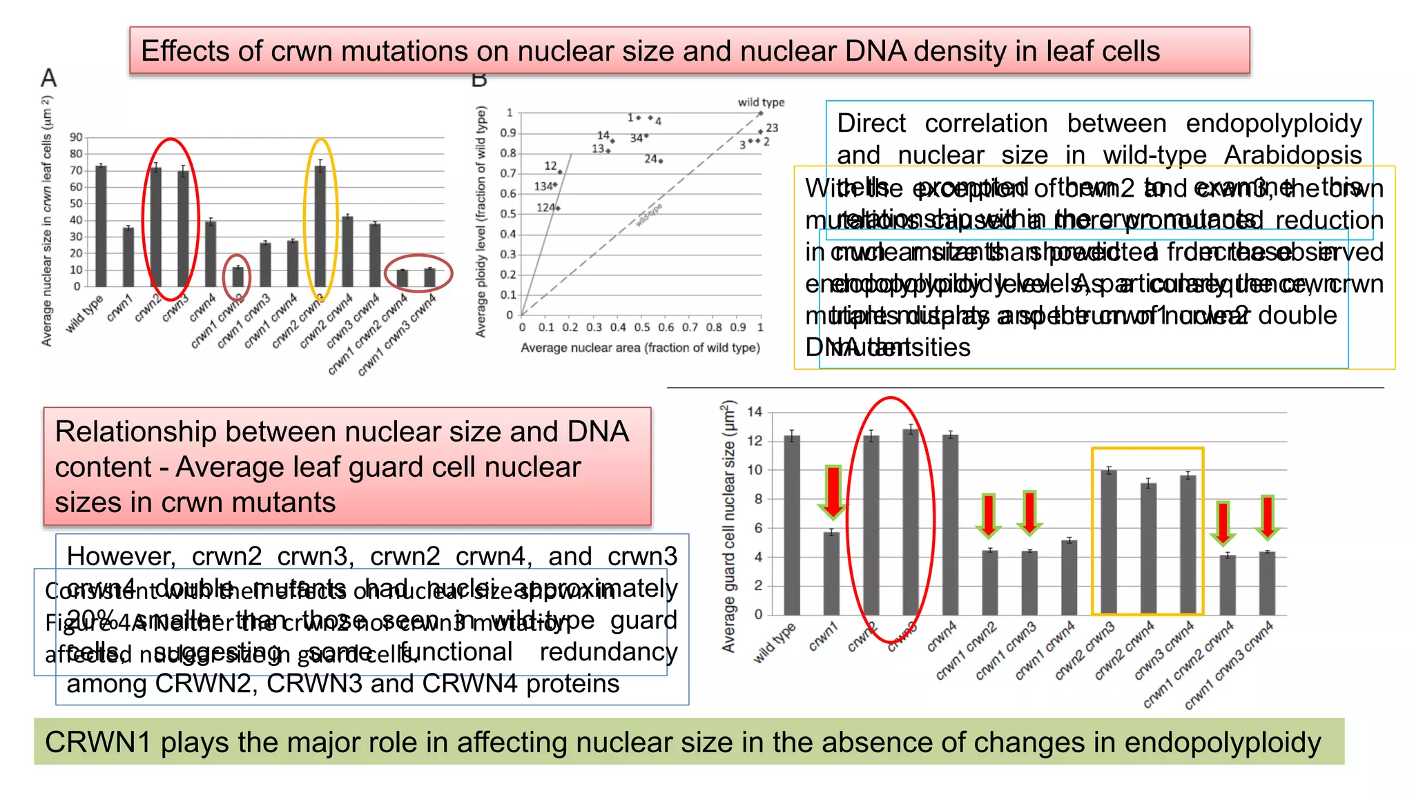 Relationship between nuclear size and DNA
content - Average leaf guard cell nuclear
sizes in crwn mutants
Effects of crwn mutations on nuclear size and nuclear DNA density in leaf cells
crwn mutants showed a decrease in
endopolyploidy levels, particularly the crwn
triple mutants and the crwn1 crwn2 double
mutant
Consistent with their effects on nuclear size shown in
Figure 4A Neither the crwn2 nor crwn3 mutation
affected nuclear size in guard cells.
CRWN1 plays the major role in affecting nuclear size in the absence of changes in endopolyploidy
Direct correlation between endopolyploidy
and nuclear size in wild-type Arabidopsis
cells prompted them to examine this
relationship within the crwn mutants
With the exception of crwn2 and crwn3, the crwn
mutations caused a more pronounced reduction
in nuclear size than predicted from the observed
endopolyploidy level. As a consequence, crwn
mutants display a spectrum of nuclear
DNA densities
However, crwn2 crwn3, crwn2 crwn4, and crwn3
crwn4 double mutants had nuclei approximately
20% smaller than those seen in wild-type guard
cells, suggesting some functional redundancy
among CRWN2, CRWN3 and CRWN4 proteins
 