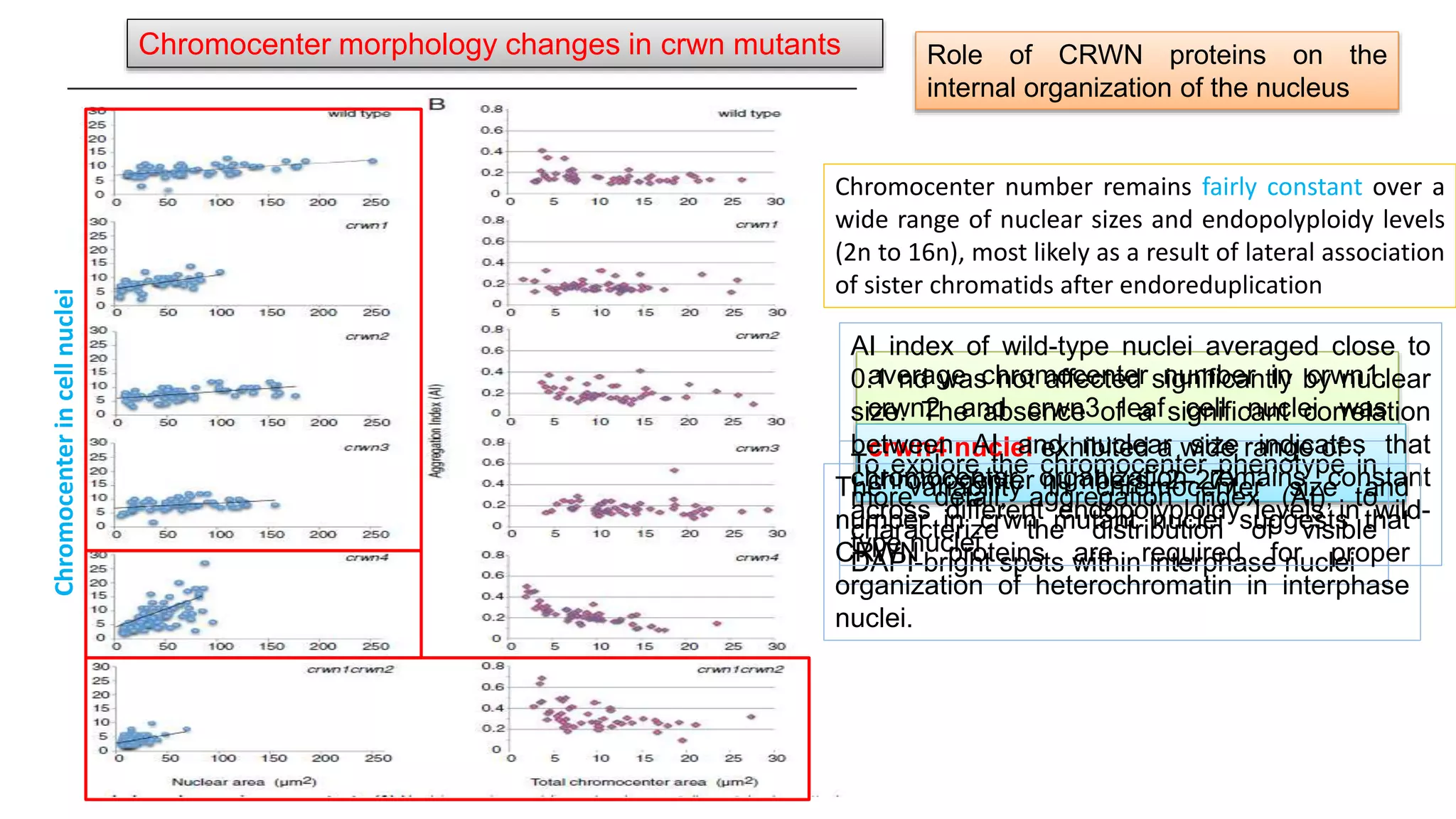 Chromocenter morphology changes in crwn mutants Role of CRWN proteins on the
internal organization of the nucleus
average chromocenter number in crwn1,
crwn2 and crwn3 leaf cell nuclei was
similar to that seen in wild-type leaf cell
nuclei
crwn4 nuclei exhibited a wide range of
chromocenter numbers (2–27)
To explore the chromocenter phenotype in
more detail, aggregation index (AI), to
characterize the distribution of visible
DAPI-bright spots within interphase nuclei
Chromocenter
in
cell
nuclei
Chromocenter number remains fairly constant over a
wide range of nuclear sizes and endopolyploidy levels
(2n to 16n), most likely as a result of lateral association
of sister chromatids after endoreduplication
AI index of wild-type nuclei averaged close to
0.1 nd was not affected significantly by nuclear
size. The absence of a significant correlation
between AI and nuclear size indicates that
chromocenter organization remains constant
across different endopolyploidy levels in wild-
type nuclei
The variability in chromocenter size and
number in crwn mutant nuclei suggests that
CRWN proteins are required for proper
organization of heterochromatin in interphase
nuclei.
 