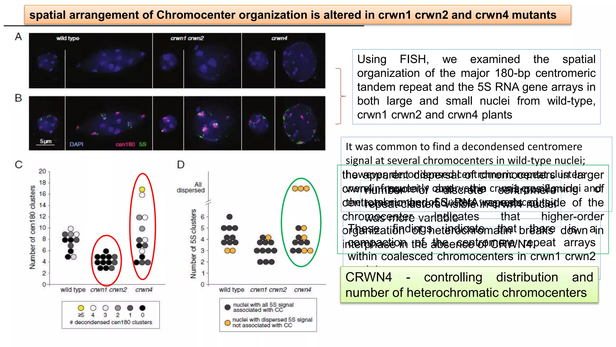 spatial arrangement of Chromocenter organization is altered in crwn1 crwn2 and crwn4 mutants
It was common to find a decondensed centromere
signal at several chromocenters in wild-type nuclei;
however, decondensed centromeric repeat clusters
were infrequently observed in crwn1 crwn2 nuclei and
the total number of clusters was reduced
number of discrete centromere
repeat clusters visible in crwn4 nuclei
was more variable
the apparent dispersal of chromocenters in larger
crwn4 nuclei and the mis-positioning of
centromeric and 5S RNA repeats outside of the
chromocenter indicates that higher-order
organization of heterochromatin breaks down in
interphase in the absence of CRWN4.
Using FISH, we examined the spatial
organization of the major 180-bp centromeric
tandem repeat and the 5S RNA gene arrays in
both large and small nuclei from wild-type,
crwn1 crwn2 and crwn4 plants
These findings indicate that there is a
compaction of the centromere repeat arrays
within coalesced chromocenters in crwn1 crwn2
nuclei
CRWN4 - controlling distribution and
number of heterochromatic chromocenters
 