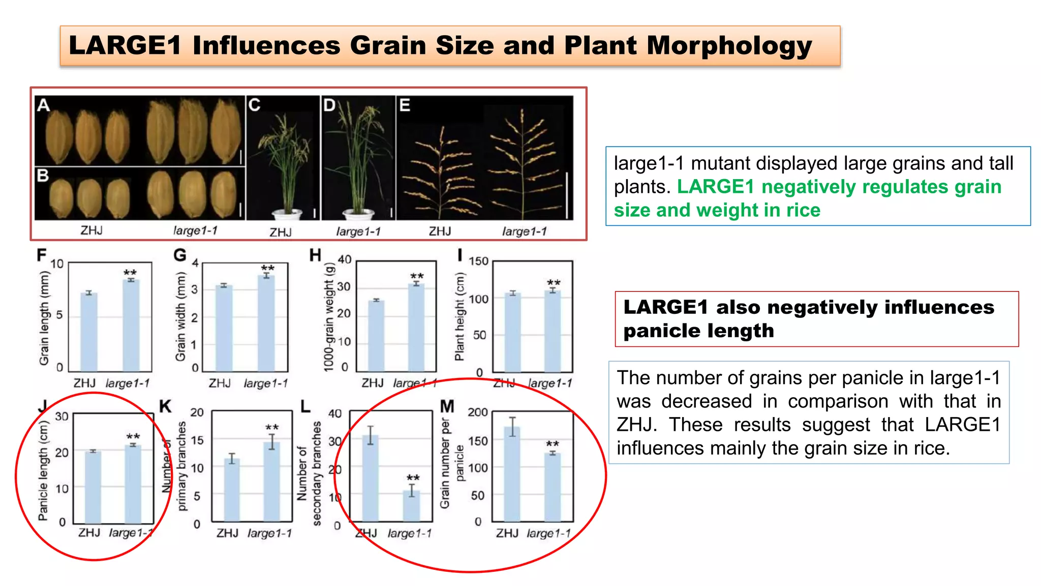 LARGE1 Influences Grain Size and Plant Morphology
large1-1 mutant displayed large grains and tall
plants. LARGE1 negatively regulates grain
size and weight in rice
LARGE1 also negatively influences
panicle length
The number of grains per panicle in large1-1
was decreased in comparison with that in
ZHJ. These results suggest that LARGE1
influences mainly the grain size in rice.
 