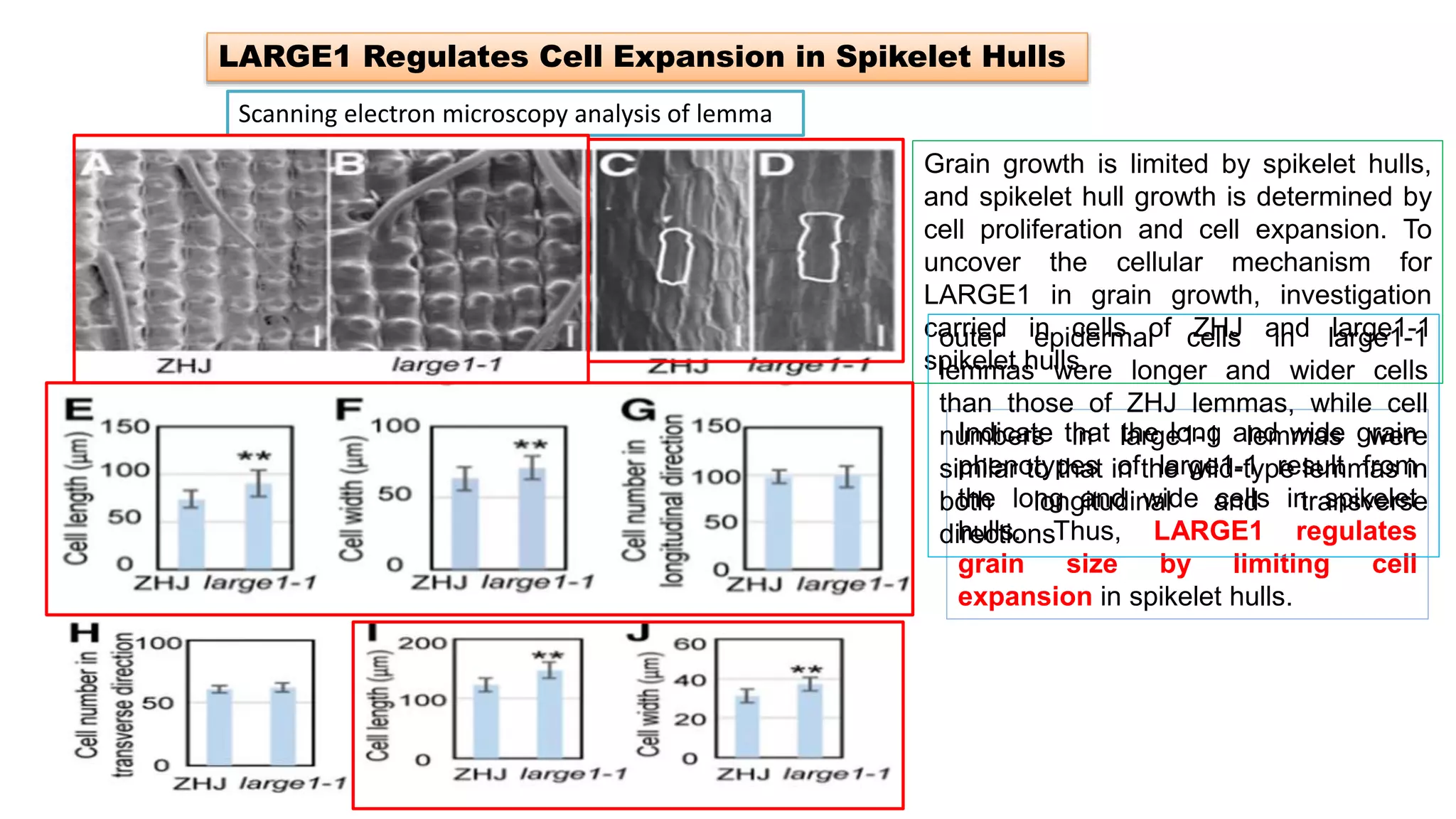LARGE1 Regulates Cell Expansion in Spikelet Hulls
Scanning electron microscopy analysis of lemma
Indicate that the long and wide grain
phenotypes of large1-1 result from
the long and wide cells in spikelet
hulls. Thus, LARGE1 regulates
grain size by limiting cell
expansion in spikelet hulls.
Grain growth is limited by spikelet hulls,
and spikelet hull growth is determined by
cell proliferation and cell expansion. To
uncover the cellular mechanism for
LARGE1 in grain growth, investigation
carried in cells of ZHJ and large1-1
spikelet hulls.
outer epidermal cells in large1-1
lemmas were longer and wider cells
than those of ZHJ lemmas, while cell
numbers in large1-1 lemmas were
similar to that in the wild-type lemmas in
both longitudinal and transverse
directions
 