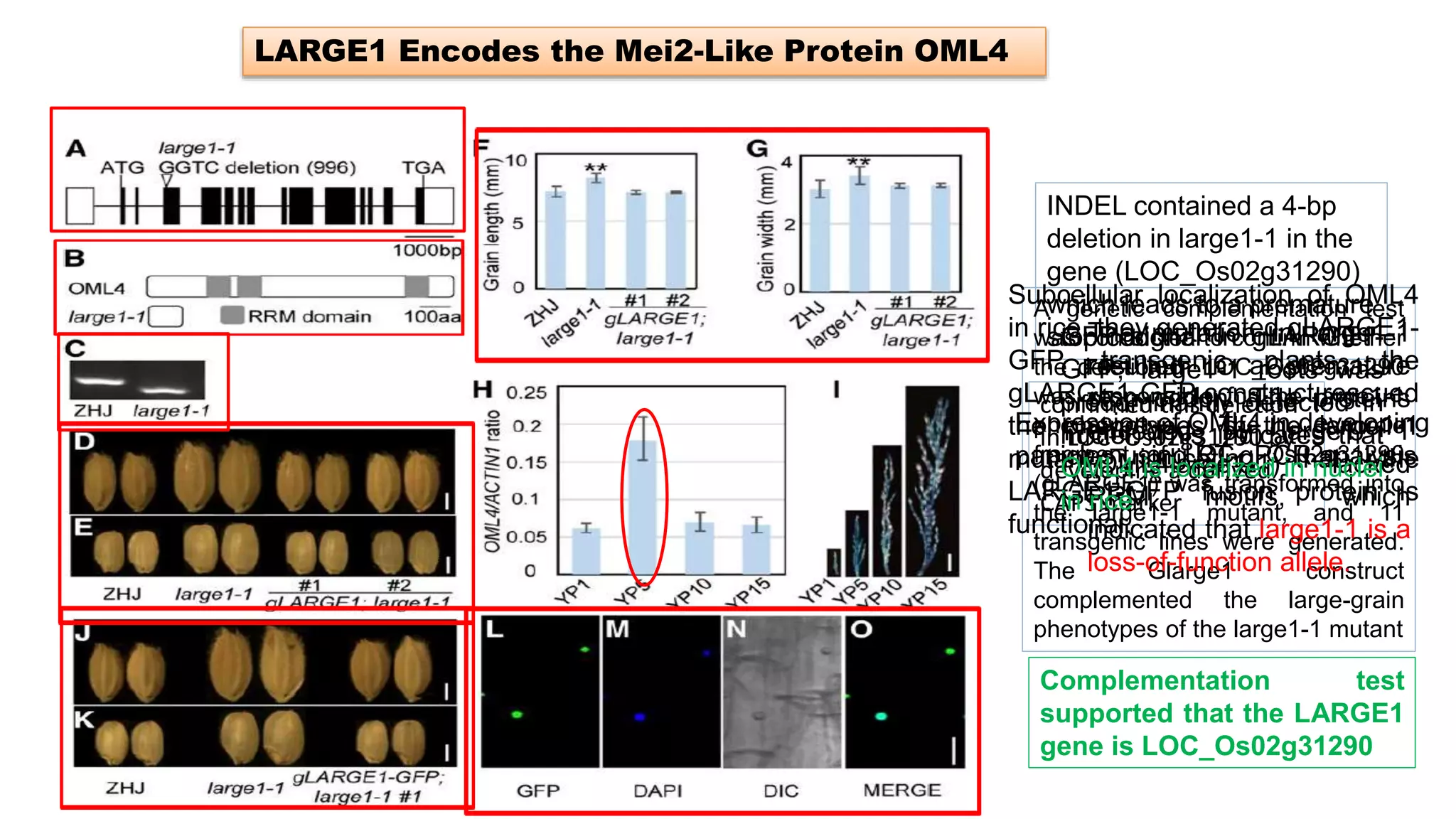 LARGE1 Encodes the Mei2-Like Protein OML4
INDEL contained a 4-bp
deletion in large1-1 in the
gene (LOC_Os02g31290)
which leads to a premature
stop codon
confirmed this deletion
in LOC_Os02g31290 by
developing a derived
CAPS marker
A genetic complementation test
was conducted to confirm whether
the deletion in LOC_Os02g31290
was responsible for the large1-1
phenotypes. The genomic
fragment of LOC_ Os02g31290
(gLARGE1) was transformed into
the large1-1 mutant, and 11
transgenic lines were generated.
The Glarge1 construct
complemented the large-grain
phenotypes of the large1-1 mutant
Complementation test
supported that the LARGE1
gene is LOC_Os02g31290
The mutation in large1-1
resulted in a premature
stop codon. The proteins
encoded by large1- 1
(OML4large1-1) lacked
RRM motifs, which
indicated that large1-1 is a
loss-of-function allele.
Expression of OML4 in developing
panicles using RT-qPCR analysis
Subcellular localization of OML4
in rice, they generated gLARGE1-
GFP transgenic plants. the
gLARGE1-GFP construct rescued
the phenotypes of the large1-1
mutant, indicating that the
LARGE1-GFP fusion protein is
functional.
GFP signal in gLARGE1-
GFP; large1-1 roots was
predominantly detected in
nuclei. This indicates that
OML4 is localized in nuclei
in rice
 
