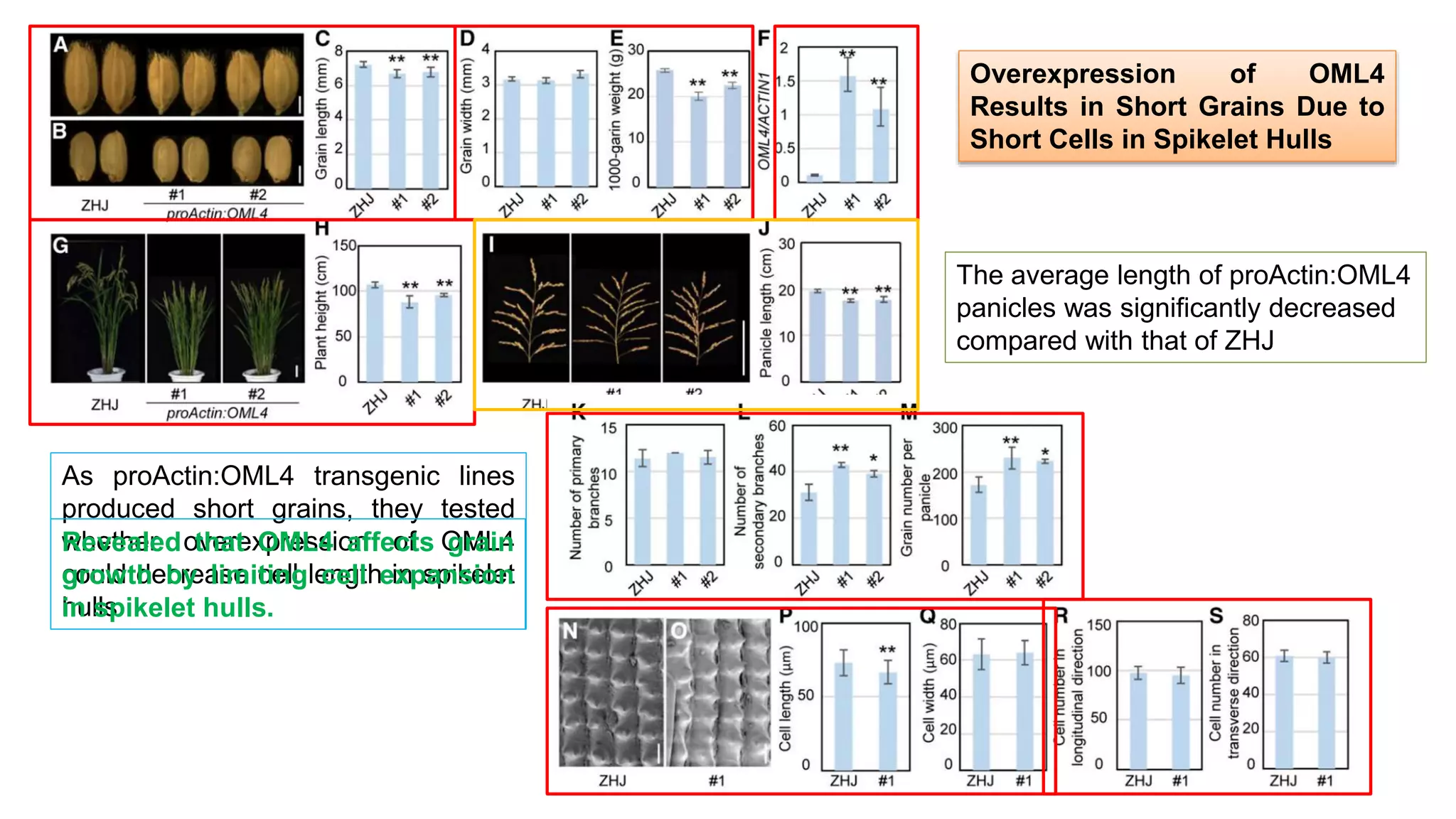 Overexpression of OML4
Results in Short Grains Due to
Short Cells in Spikelet Hulls
The average length of proActin:OML4
panicles was significantly decreased
compared with that of ZHJ
As proActin:OML4 transgenic lines
produced short grains, they tested
whether overexpression of OML4
could decrease cell length in spikelet
hulls
Revealed that OML4 affects grain
growth by limiting cell expansion
in spikelet hulls.
 