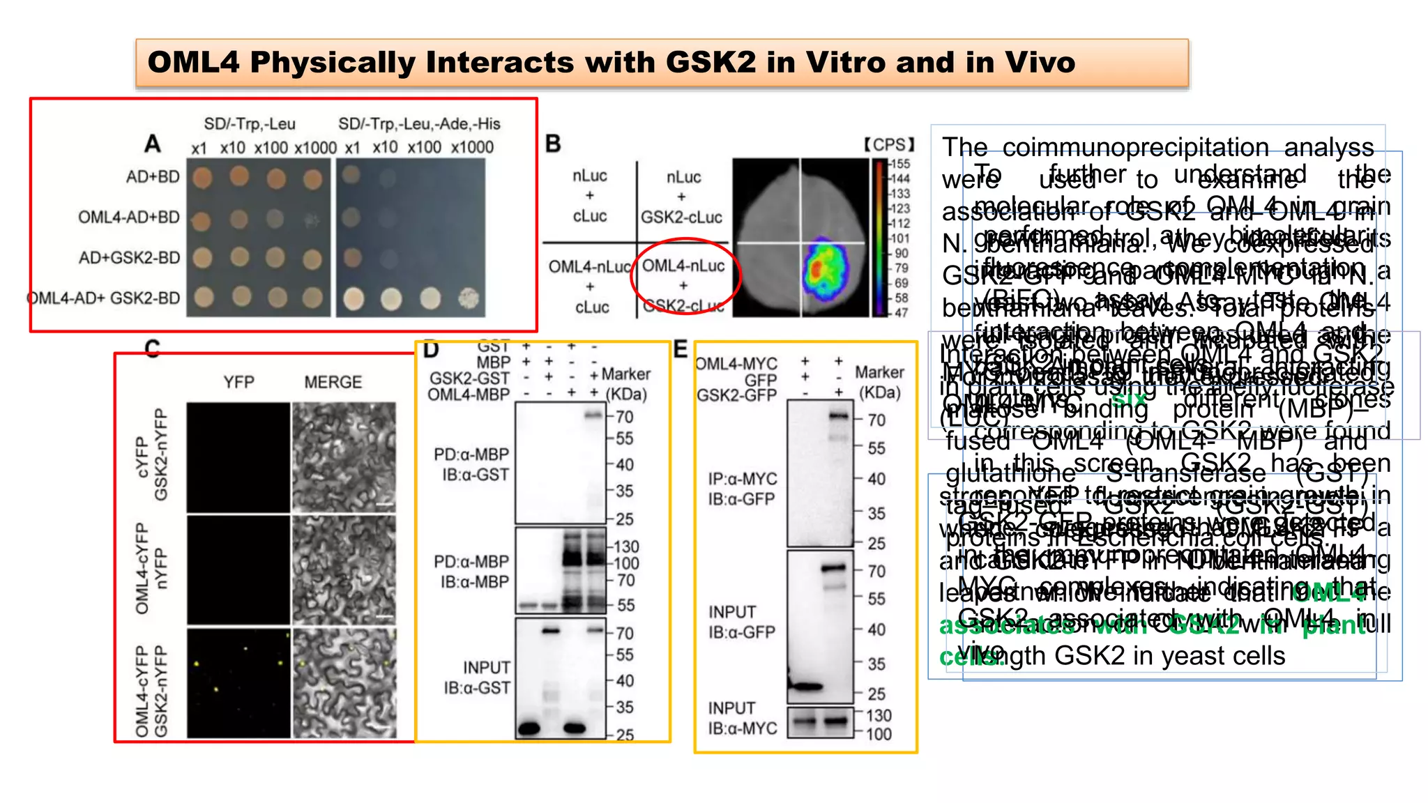 OML4 Physically Interacts with GSK2 in Vitro and in Vivo
To further understand the
molecular role of OML4 in grain
growth control, they identified its
interacting partners through a
yeast two hybrid Assay. The OML4
full-length protein was used as the
bait. Among several interacting
proteins, six different clones
corresponding to GSK2 were found
in this screen. GSK2 has been
reported to restrict grain growth in
rice, suggesting that GSK2 is a
candidate OML4-interacting
partner. We further confirmed the
interaction of OML4 with the full
length GSK2 in yeast cells
Interaction between OML4 and GSK2
in plant cells using the firefly luciferase
(LUC)
performed a bimolecular
fluorescence complementation
(BiFC) assay to test the
interaction between OML4 and
GSK2 in plant cells
strong YFP fluorescence in nuclei
when coexpressed OML4-cYFP
and GSK2-nYFP in N. benthamiana
leaves which indicate that OML4
associates with GSK2 in plant
cells.
For invitro asay, they expressed
maltose binding protein (MBP)–
fused OML4 (OML4- MBP) and
glutathione S-transferase (GST)
tag–fused GSK2 (GSK2-GST)
proteins in Escherichia coli cells.
The coimmunoprecipitation analyss
were used to examine the
association of GSK2 and OML4 in
N. benthamiana. We coexpressed
GSK2-GFP and OML4-MYC in N.
benthamiana leaves. Total proteins
were isolated and incubated with
MYC beads to immunoprecipitated
OML4-MYC.
GSK2-GFP proteins were detected
in the immunoprecipitated OML4-
MYC complexes, indicating that
GSK2 associated with OML4 in
vivo
 