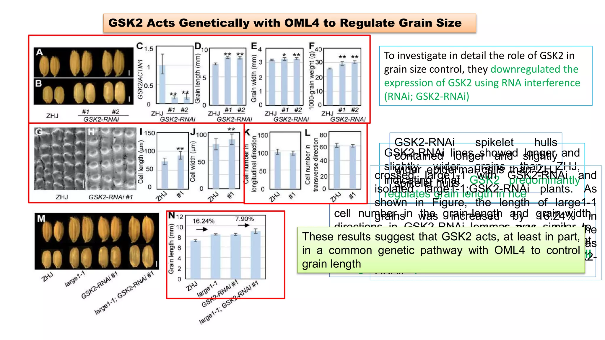 GSK2 Acts Genetically with OML4 to Regulate Grain Size
GSK2-RNAi lines showed longer and
slightly wider grains than ZHJ,
indicating that GSK2 predominantly
regulates grain length in rice
GSK2-RNAi spikelet hulls
contained longer and slightly
wider epidermal cells than ZHJ
spikelet hulls
cell number in the grain-length and grain-width
directions in GSK2-RNAi lemmas was similar to
that in the wild-type lemmas demonstrates that
GSK2 controls grain growth by limiting cell
elongation in spikelet hulls.
crossed large1-1 with GSK2-RNAi and
isolated large1-1;GSK2-RNAi plants. As
shown in Figure, the length of large1-1
grains was increased by 16.24% in
comparison with that of ZHJ, while the
length of large1-1;GSK2-RNAi grains was
increased by 7.90% compared with GSK2-
RNAi.
To investigate in detail the role of GSK2 in
grain size control, they downregulated the
expression of GSK2 using RNA interference
(RNAi; GSK2-RNAi)
These results suggest that GSK2 acts, at least in part,
in a common genetic pathway with OML4 to control
grain length
 