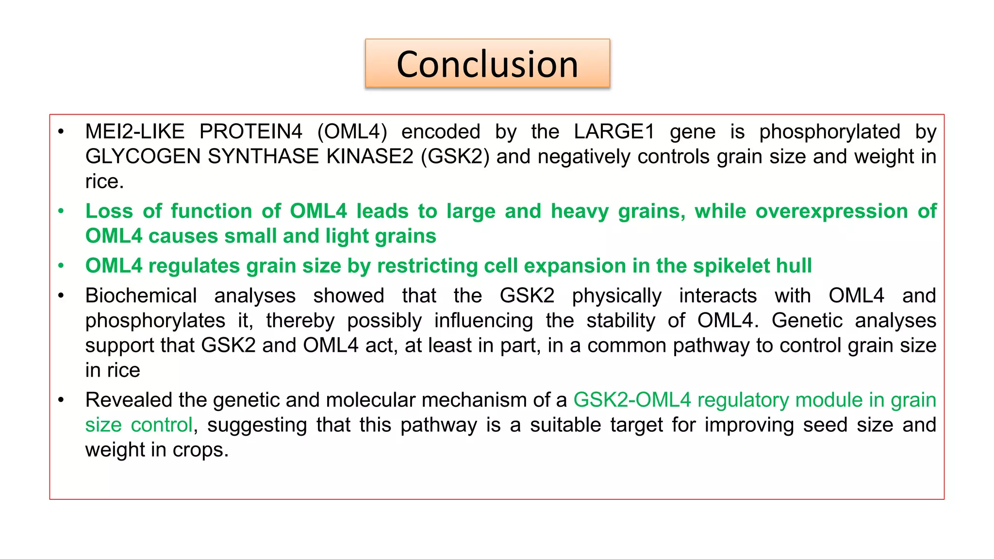 Conclusion
• MEI2-LIKE PROTEIN4 (OML4) encoded by the LARGE1 gene is phosphorylated by
GLYCOGEN SYNTHASE KINASE2 (GSK2) and negatively controls grain size and weight in
rice.
• Loss of function of OML4 leads to large and heavy grains, while overexpression of
OML4 causes small and light grains
• OML4 regulates grain size by restricting cell expansion in the spikelet hull
• Biochemical analyses showed that the GSK2 physically interacts with OML4 and
phosphorylates it, thereby possibly influencing the stability of OML4. Genetic analyses
support that GSK2 and OML4 act, at least in part, in a common pathway to control grain size
in rice
• Revealed the genetic and molecular mechanism of a GSK2-OML4 regulatory module in grain
size control, suggesting that this pathway is a suitable target for improving seed size and
weight in crops.
 