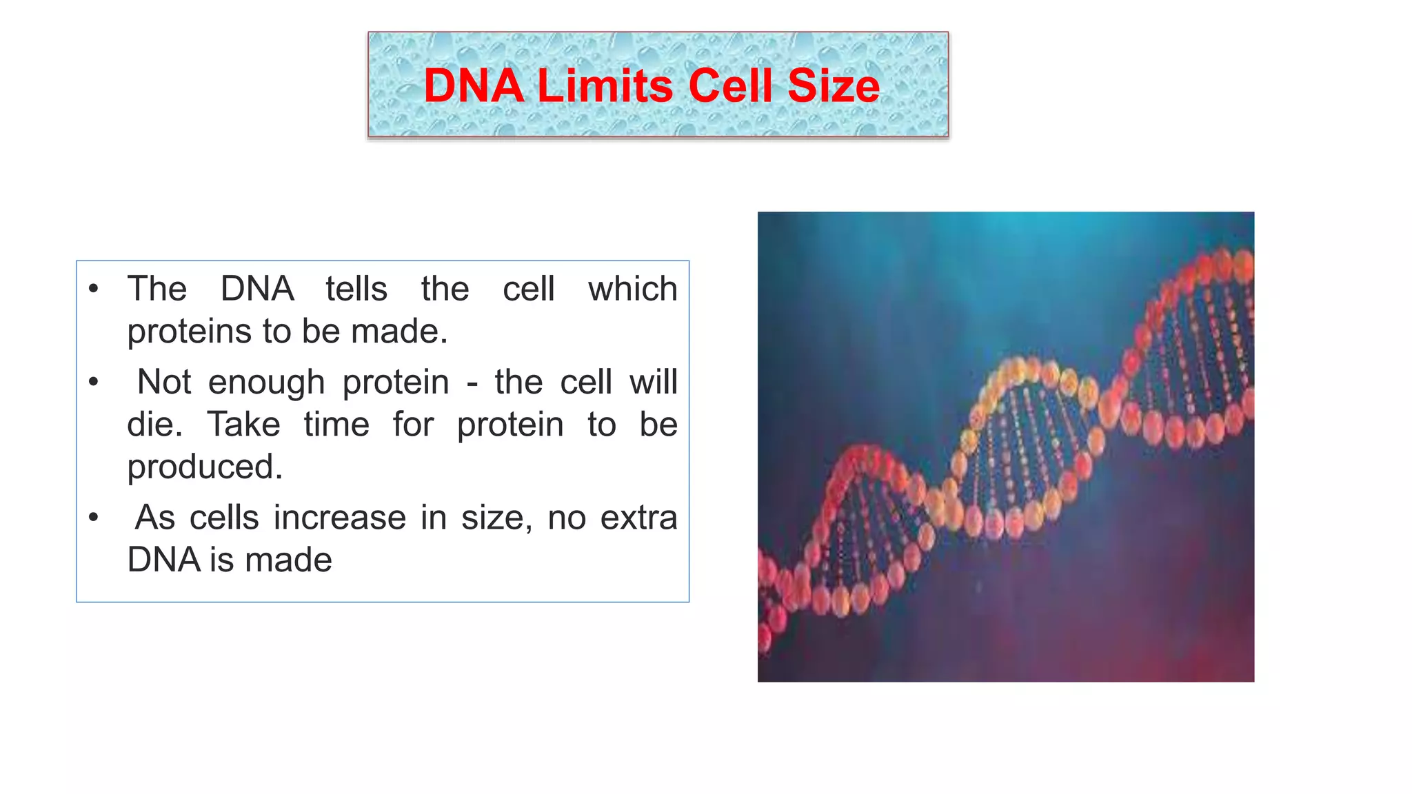 DNA Limits Cell Size
• The DNA tells the cell which
proteins to be made.
• Not enough protein - the cell will
die. Take time for protein to be
produced.
• As cells increase in size, no extra
DNA is made
 