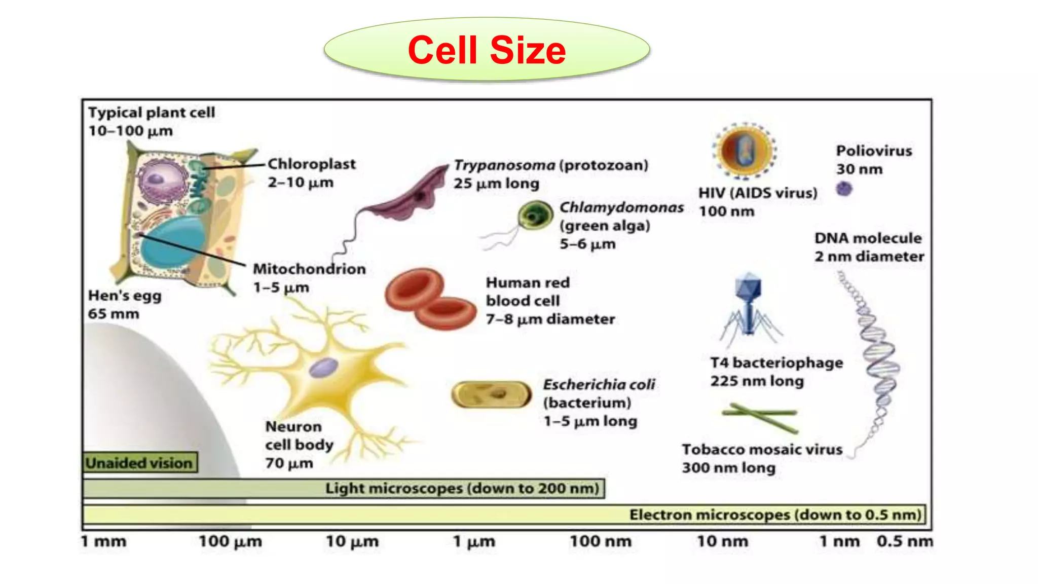 Cell Size
 