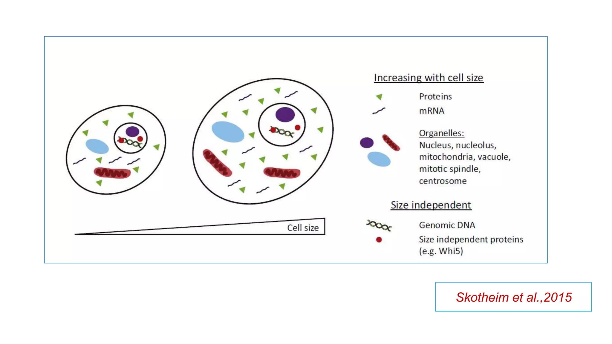 Skotheim et al.,2015
 