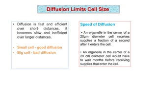 cell size control [Autosaved].pptx