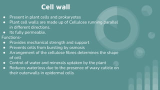 Cell wall
● Present in plant cells and prokaryotes
● Plant cell walls are made up of Cellulose running parallel
in different directions.
● Its fully permeable.
Functions-
● Provides mechanical strength and support
● Prevents cells from bursting by osmosis
● Arrangement of the cellulose ﬁbres determines the shape
of cell
● Control of water and minerals uptaken by the plant
● Reduces waterloss due to the presence of waxy cuticle on
their outerwalls in epidermal cells
 