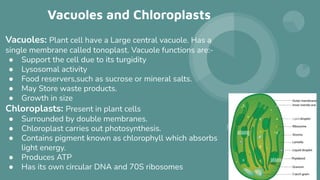 Vacuoles and Chloroplasts
Vacuoles: Plant cell have a Large central vacuole. Has a
single membrane called tonoplast. Vacuole functions are:-
● Support the cell due to its turgidity
● Lysosomal activity
● Food reservers,such as sucrose or mineral salts.
● May Store waste products.
● Growth in size
Chloroplasts: Present in plant cells
● Surrounded by double membranes.
● Chloroplast carries out photosynthesis.
● Contains pigment known as chlorophyll which absorbs
light energy.
● Produces ATP
● Has its own circular DNA and 70S ribosomes
 