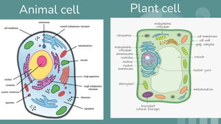 Animal cell Plant cell
 