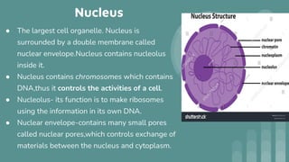 Nucleus
● The largest cell organelle. Nucleus is
surrounded by a double membrane called
nuclear envelope.Nucleus contains nucleolus
inside it.
● Nucleus contains chromosomes which contains
DNA,thus it controls the activities of a cell.
● Nucleolus- its function is to make ribosomes
using the information in its own DNA.
● Nuclear envelope-contains many small pores
called nuclear pores,which controls exchange of
materials between the nucleus and cytoplasm.
 