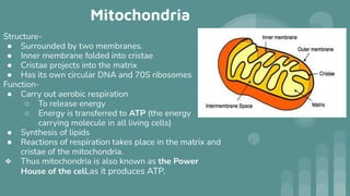 Mitochondria
Structure-
● Surrounded by two membranes.
● Inner membrane folded into cristae
● Cristae projects into the matrix
● Has its own circular DNA and 70S ribosomes
Function-
● Carry out aerobic respiration
○ To release energy
○ Energy is transferred to ATP (the energy
carrying molecule in all living cells)
● Synthesis of lipids
● Reactions of respiration takes place in the matrix and
cristae of the mitochondria.
❖ Thus mitochondria is also known as the Power
House of the cell,as it produces ATP.
 
