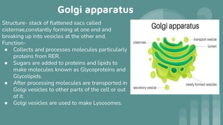 Golgi apparatus
Structure- stack of ﬂattened sacs called
cisternae,constantly forming at one end and
breaking up into vesicles at the other end.
Function-
● Collects and processes molecules particularly
proteins from RER.
● Sugars are added to proteins and lipids to
make molecules known as Glycoproteins and
Glycolipids.
● After processing molecules are transported in
Golgi vesicles to other parts of the cell or out
of it.
● Golgi vesicles are used to make Lysosomes.
 