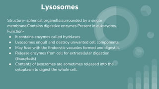 Lysosomes
Structure- spherical organelle,surrounded by a single
membrane.Contains digestive enzymes.Present in eukaryotes.
Function-
● It contains enzymes called hydrlases
● Lysosomes engulf and destroy unwanted cell components.
● May fuse with the Endocytic vacuoles formed and digest it.
● Release enzymes from cell for extracellular digestion
(Exocytotis)
● Contents of lysosomes are sometimes released into the
cytoplasm to digest the whole cell.
 
