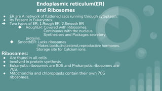 Endoplasmic reticulum(ER)
and Ribosomes
● ER are A network of ﬂattened sacs running through cytoplasm.
● Its Present in Eukaryotes.
➔ Two types of ER: 1.Rough ER 2.Smooth ER
◆ RoughER: Covered with Ribosomes.
Continuous with the nucleus.
Synthesises and Packages secretory
proteins.
◆ SmoothER: Lacks ribosomes
Makes lipids,cholesterol,reproductive hormones.
Storage site for Calcium ions.
Ribosomes:
● Are found in all cells
● Involved in protein synthesis
● Eukaryotic ribosomes are 80S and Prokaryotic ribosomes are
70S.
● Mitochondria and chloroplasts contain their own 70S
ribosomes.
 