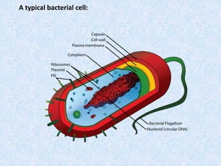 A typical bacterial cell:
 
