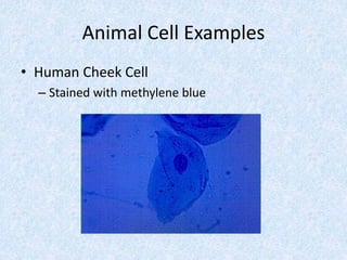 Animal Cell Examples
• Human Cheek Cell
– Stained with methylene blue
 