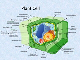 Plant Cell
Protection, support
Store water, wastes
Increase surface area
photosynthesis
 