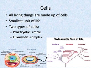 Cells
• All living things are made up of cells
• Smallest unit of life
• Two types of cells:
– Prokaryotic: simple
– Eukaryotic: complex
 