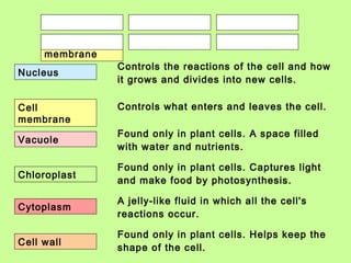 What is this?
What is this?
What is this?
What is this?
What is this?
What is this?
NucleusCytoplasmCell
membrane
VacuoleCell wallChloroplast
Nucleus
Cell
membrane
Vacuole
Chloroplast
Cytoplasm
Cell wall
Controls the reactions of the cell and how
it grows and divides into new cells.
Controls what enters and leaves the cell.
Found only in plant cells. A space filled
with water and nutrients.
Found only in plant cells. Captures light
and make food by photosynthesis.
A jelly-like fluid in which all the cell's
reactions occur.
Found only in plant cells. Helps keep the
shape of the cell.
 