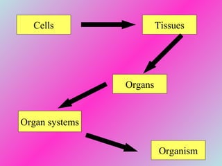 Cells Tissues
Organs
Organ systems
Organism
 