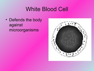 White Blood Cell
• Defends the body
against
microorganisms
 