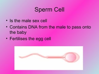 Sperm Cell
• Is the male sex cell
• Contains DNA from the male to pass onto
the baby
• Fertilises the egg cell
 
