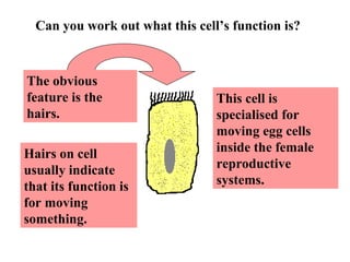 Can you work out what this cell’s function is?
The obvious
feature is the
hairs.
Hairs on cell
usually indicate
that its function is
for moving
something.
This cell is
specialised for
moving egg cells
inside the female
reproductive
systems.
 