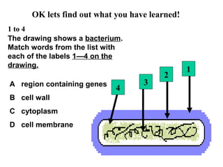 OK lets find out what you have learned!
1 to 4
The drawing shows a bacterium.
Match words from the list with
each of the labels 1—4 on the
drawing.
A region containing genes
B cell wall
C cytoplasm
D cell membrane
1
2
3
4
 