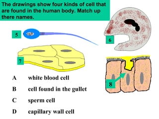 5
6
7
8
A white blood cell
B cell found in the gullet
C sperm cell
D capillary wall cell
The drawings show four kinds of cell that
are found in the human body. Match up
there names.
 