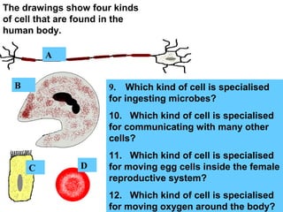 The drawings show four kinds
of cell that are found in the
human body.
A
B
C D
9. Which kind of cell is specialised
for ingesting microbes?
10. Which kind of cell is specialised
for communicating with many other
cells?
11. Which kind of cell is specialised
for moving egg cells inside the female
reproductive system?
12. Which kind of cell is specialised
for moving oxygen around the body?
 