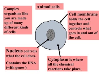 Animal cellsComplex
organisms like
you are made
up of many
different kinds
of cells.
Nucleus controls
what the cell does.
Contains the DNA
(with genes )
Cytoplasm is where
all the chemical
reactions take place.
Cell membrane
holds the cell
together and
controls what
goes in and out of
the cell.
 