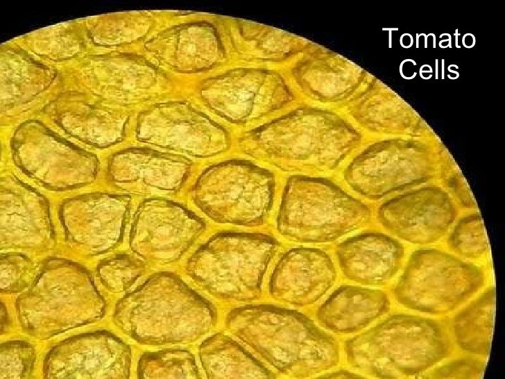 [DIAGRAM] Diagram Of Tomato Cell