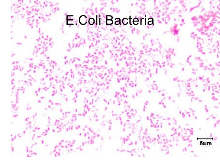 cell slides