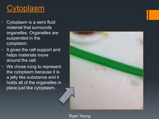 Cytoplasm
• Cytoplasm is a semi fluid
material that surrounds
organelles. Organelles are
suspended in the
cytoplasm.
• It gives the cell support and
helps materials move
around the cell.
• We chose icing to represent
the cytoplasm because it is
a jelly like substance and it
holds all of the organelles in
place just like cytoplasm.

Ryan Young

 