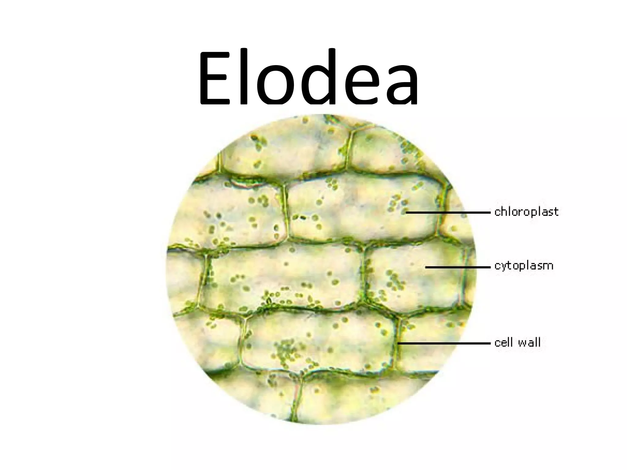 Elodea
