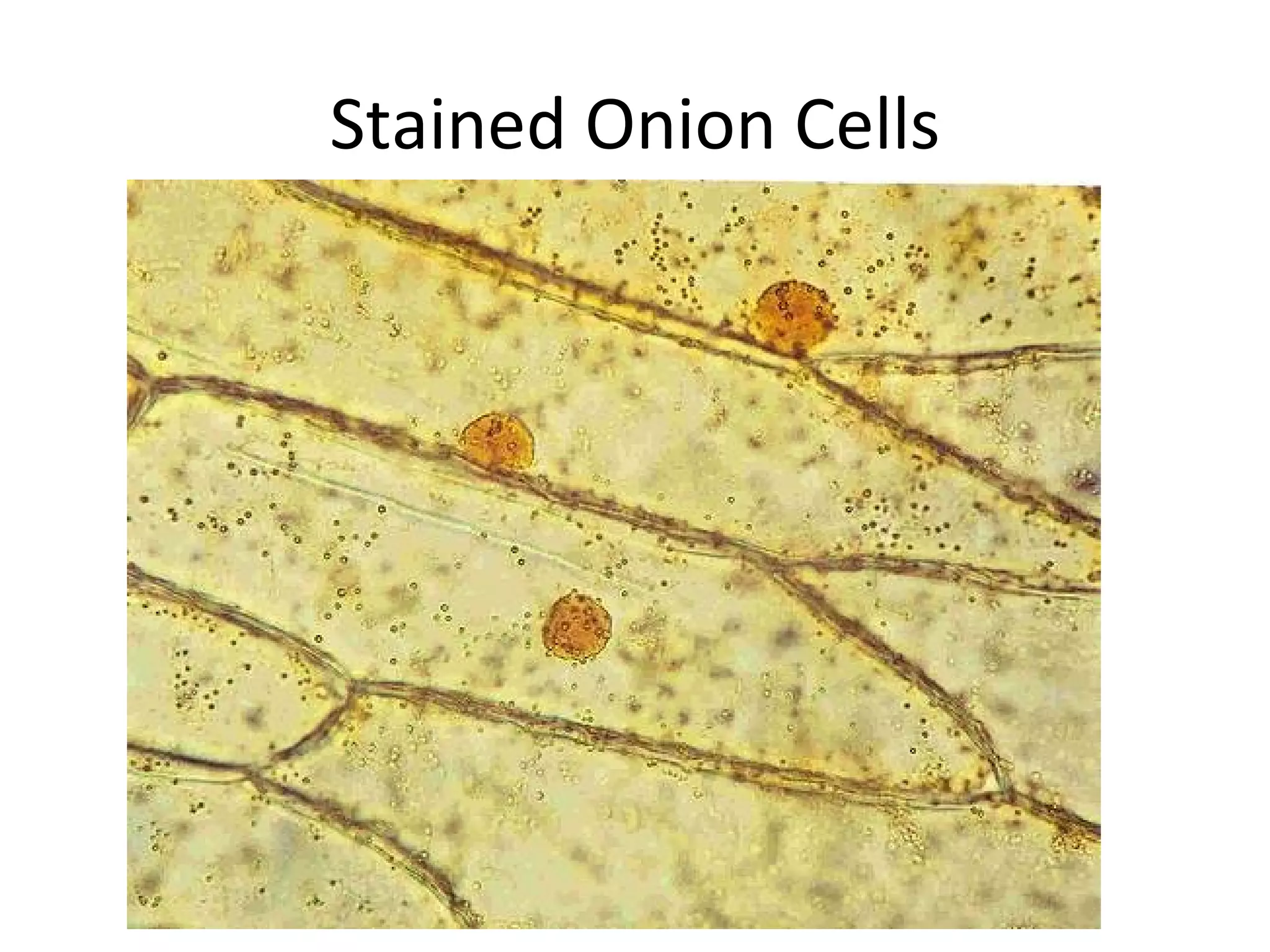 Stained Onion Cells