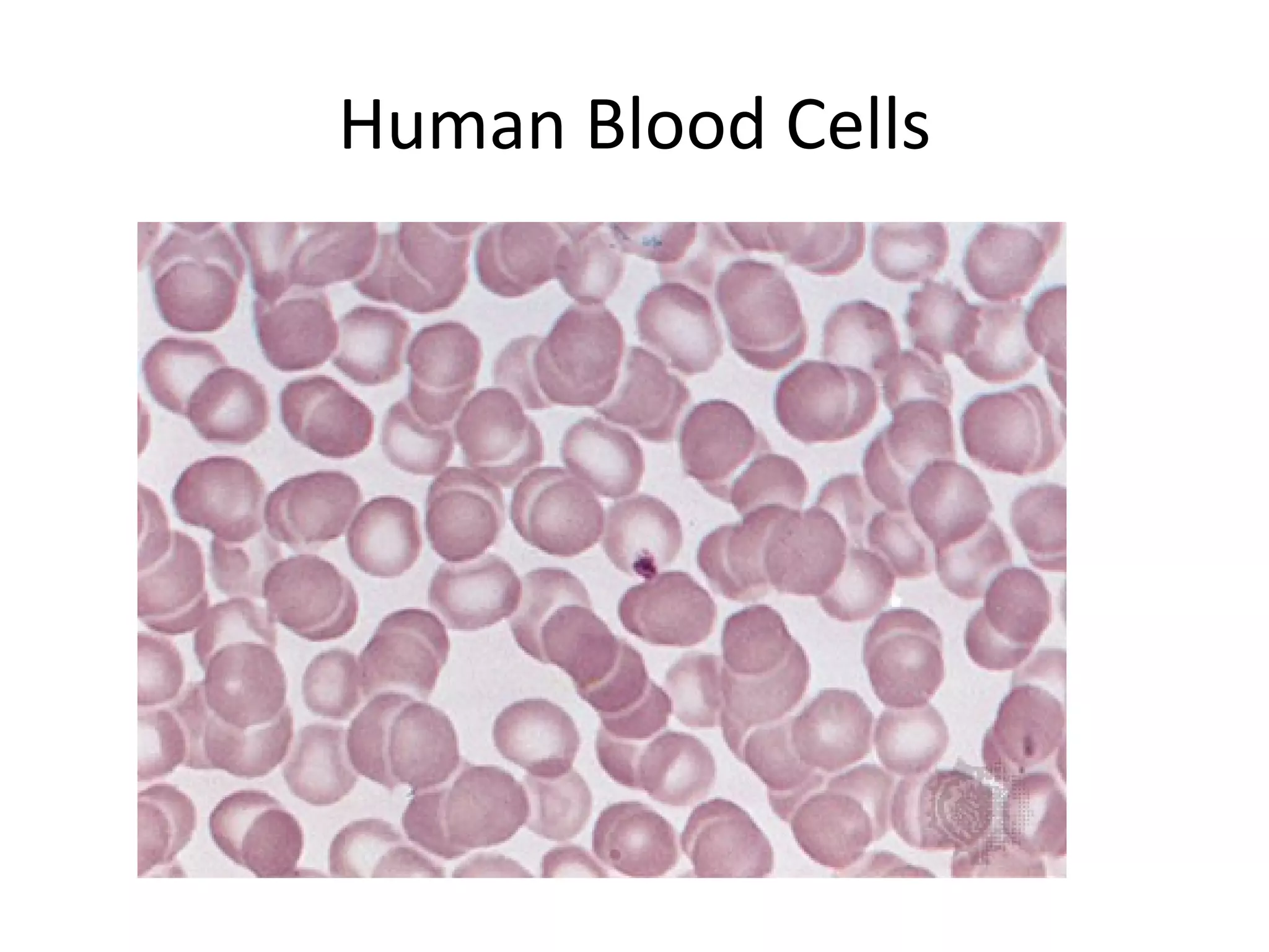 Human Blood Cells