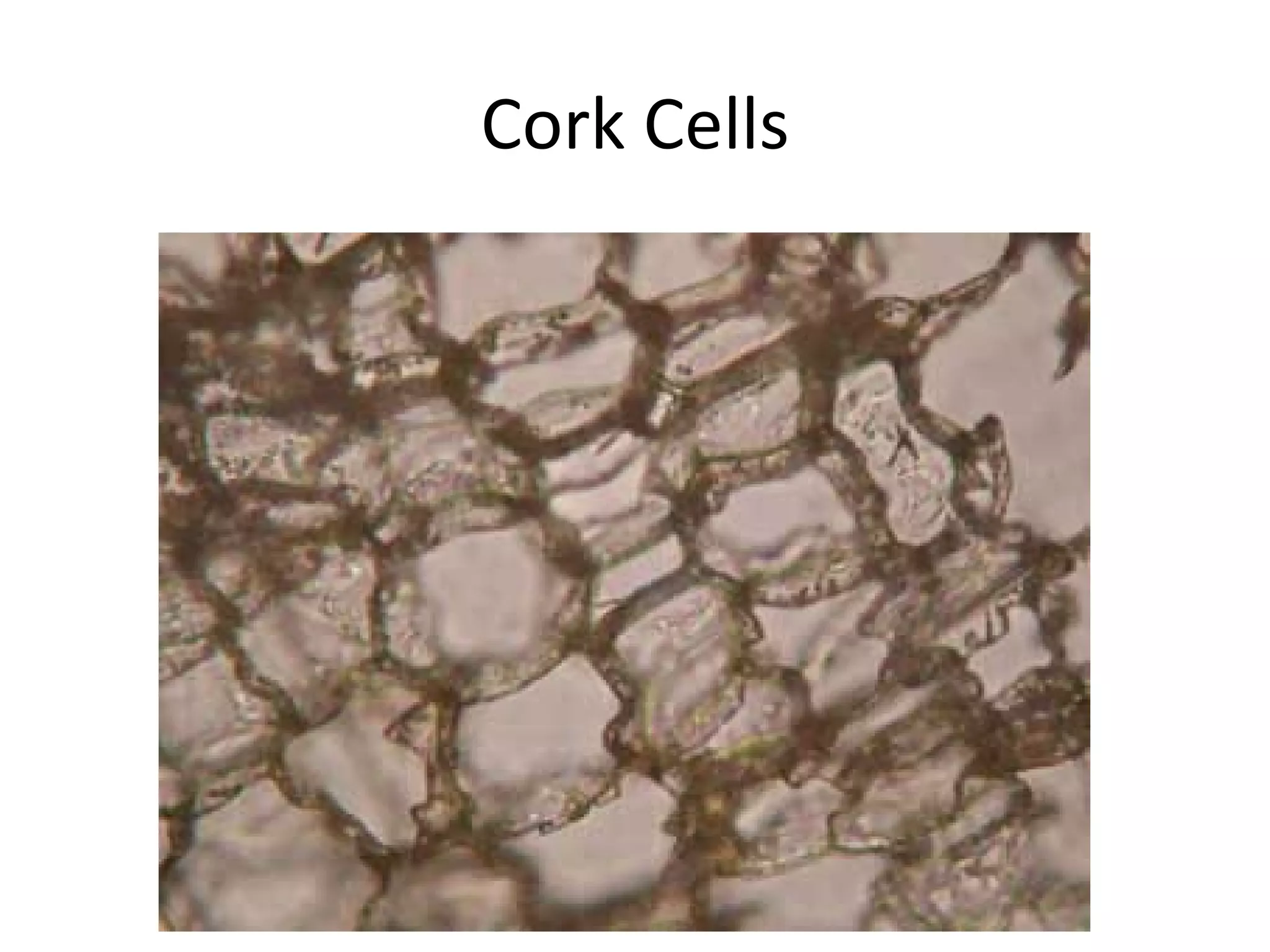 Cork Cells